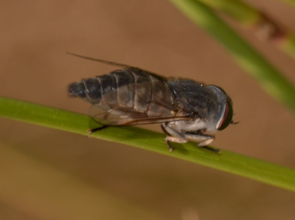Tabanus cordiger?